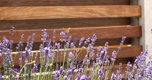 Lavendel vor doppelwandigem Gartenzaun aus zert. Tropenholz